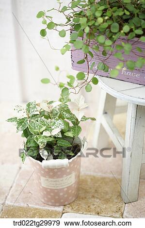 Stock Photo - plant in flower pots. Fotosearch