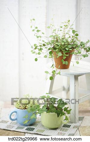 plant in flower pots View Large Photo Image Stock Photograph - plant in flower pots. Fotosearch