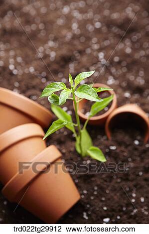Stock Image - plant in the dirt and flower pots were scattered. Fotosearch