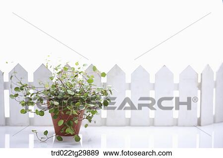 Stock Photo - plant in the flower pot. Fotosearch