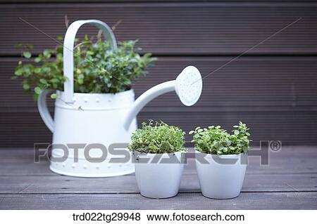 Stock Photo - plant in watering can and flower pot. Fotosearch