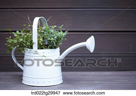 plant in watering can View Large Photo Image Stock Photo - plant in watering can. Fotosearch