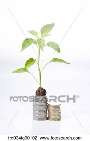 plant on the coins which were piled up View Large Photo Image Stock Image - plant on the coins which were piled up. Fotosearch