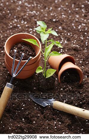 plant with gardening tools View Large Photo Image Stock Photo - plant with gardening tools. Fotosearch