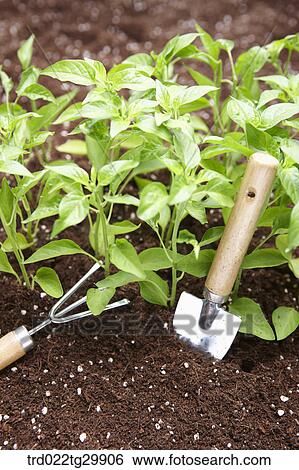 plants in the dirt with shovel and hook View Large Photo Image Stock Photograph - plants in the dirt with shovel and hook. Fotosearch