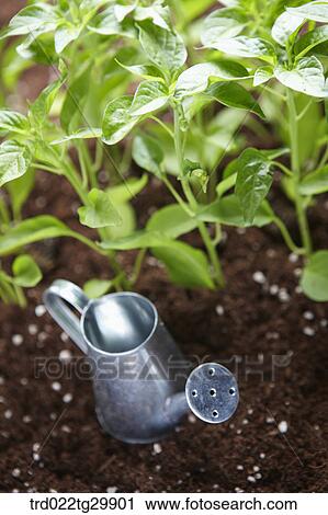 plants in the dirt with watering can View Large Photo Image Stock Image - plants in the dirt with watering can. Fotosearch