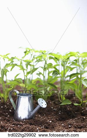 plants in the dirt with watering can View Large Photo Image Stock Image - plants in the dirt with watering can. Fotosearch