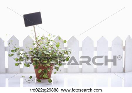 sign and plant in the flower pot View Large Photo Image Stock Photo - sign and plant in the flower pot. Fotosearch