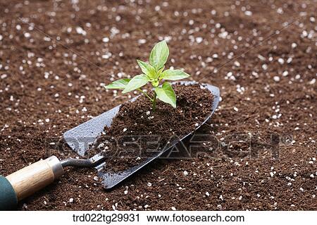 Stock Image - sprouts and dirt on the shovel. Fotosearch