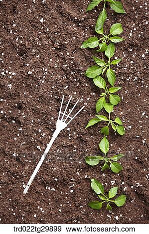 sprouts in the dirt are in a row and hook is beside them View Large Photo Image Stock Photo - sprouts in the dirt are in a row and hook is beside them. Fotosearch