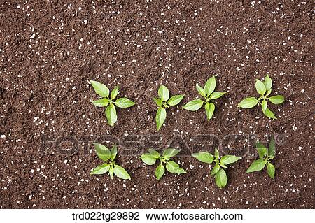 sprouts in the dirt View Large Photo Image Stock Image - sprouts in the dirt. Fotosearch