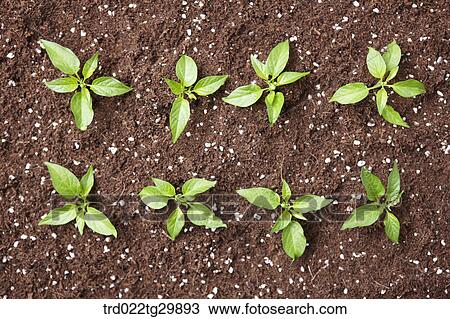 sprouts in the dirt View Large Photo Image Stock Image - sprouts in the dirt. Fotosearch