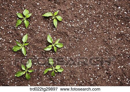 sprouts in the dirt View Large Photo Image Stock Photo - sprouts in the dirt. Fotosearch