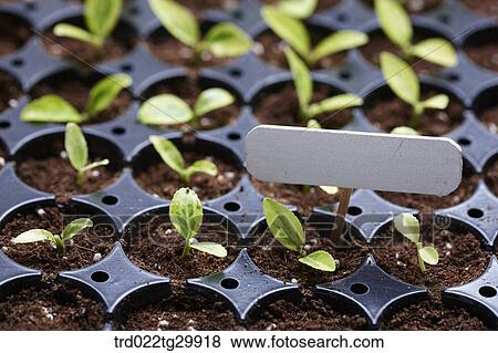 Stock Photo - sprouts were arranged in the dirt with sign. Fotosearch