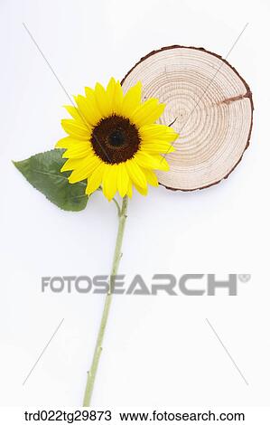 sunflower and cross section of tree trunk View Large Photo Image Stock Image - sunflower and cross section of tree trunk. Fotosearch