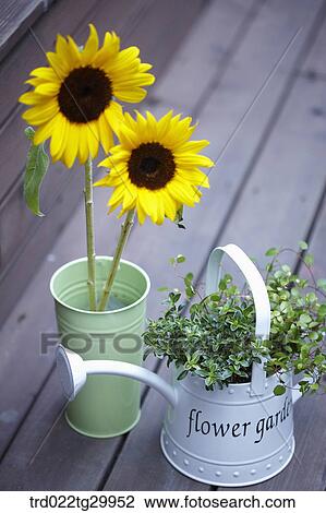 sunflowers in flower pot and herb plant in watering can View Large Photo Image Stock Image - sunflowers in flower pot and herb plant in watering can. Fotosearch