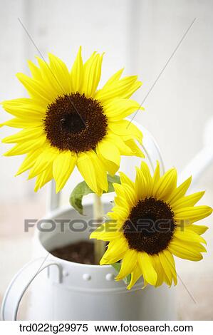 sunflowers in watering can View Large Photo Image Stock Photography - sunflowers in watering can. Fotosearch