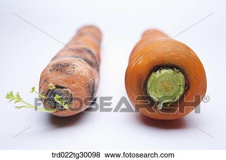 Stock Photo - The fresh carrot and rotten another carrot. Fotosearch