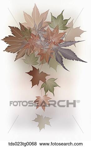Various Size Of Maple Leaves View Large Photo Image Stock Photo - Various Size Of Maple Leaves. Fotosearch