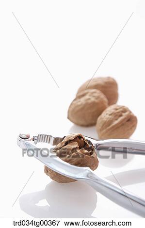 Stock Photo - Walnuts And A Nutcracker Cracking A Walnut. Fotosearch