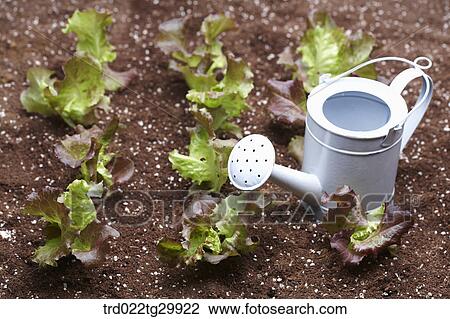 watering can is beside lettuces in the dirt View Large Photo Image Stock Image - watering can is beside lettuces in the dirt. Fotosearch