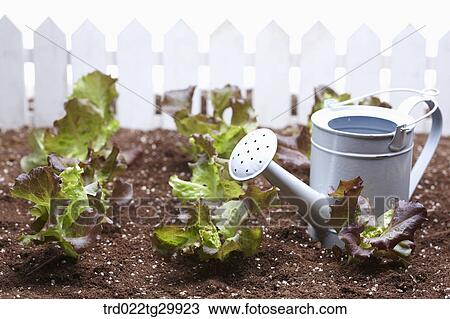 Stock Image - watering can is beside lettuces in the dirt. Fotosearch