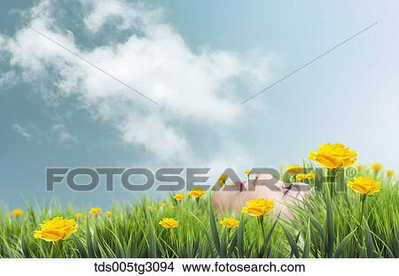 Woman'S Face Looking At Sky Surrounded By Yellow Flowers View Large Photo Image Picture - Woman'S Face Looking At Sky Surrounded By Yellow Flowers. Fotosearch