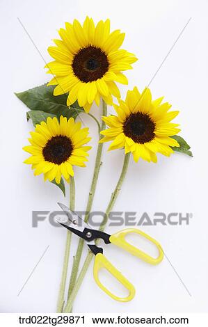 Stock Image - yellow scissors with sunflowers. Fotosearch