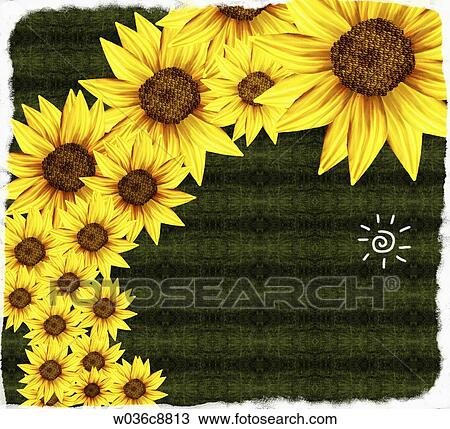 Drawing - The yellow sunflowers with the white sun and green background. Fotosearch