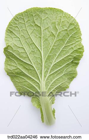 The back side of Chinese cabbage View Large Photo Image Stock Photograph - The back side of Chinese cabbage. Fotosearch