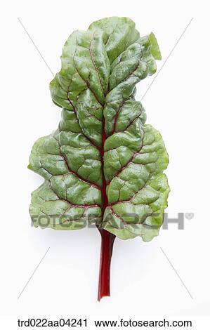 Stock Image - The green and red leaf of beet. Fotosearch