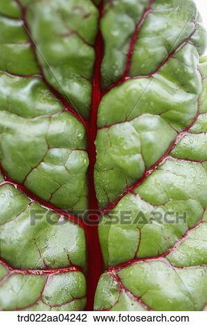 The green and red leaf of beet View Large Photo Image Stock Image - The green and red leaf of beet. Fotosearch