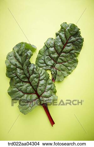 The green and red leaf of beet with the green background View Large Photo Image Picture - The green and red leaf of beet with the green background. Fotosearch