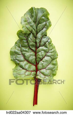 The green and red leaf of beet with the green background View Large Photo Image Stock Photo - The green and red leaf of beet with the green background. Fotosearch
