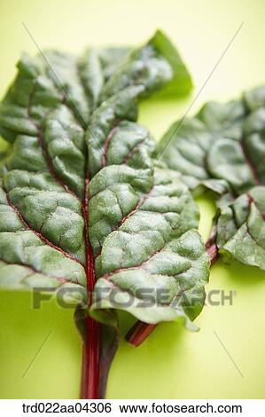 The green and red leaf of beet with the green background View Large Photo Image Stock Photograph - The green and red leaf of beet with the green background. Fotosearch