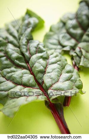 Stock Photography - The green and red leaf of beet with the green background. Fotosearch
