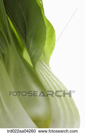 Stock Image - The green bok choy. Fotosearch
