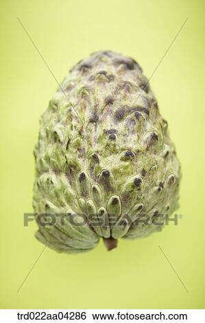 The green sugar apple with the green background View Large Photo Image Stock Photograph - The green sugar apple with the green background. Fotosearch