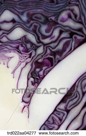 Stock Photo - The inside of red cabbage. Fotosearch