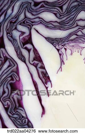 Stock Photograph - The inside of red cabbage. Fotosearch