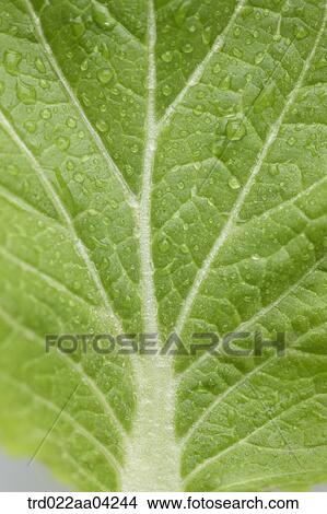 Picture - The moist green leaf of Chinese cabbage. Fotosearch