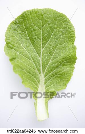 Stock Photography - The moist green leaf of Chinese cabbage. Fotosearch