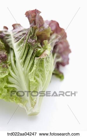 Stock Photo - The red and green lettuce . Fotosearch