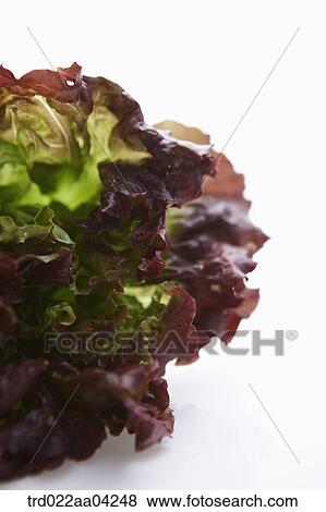 The red and green lettuce View Large Photo Image Stock Photo - The red and green lettuce . Fotosearch