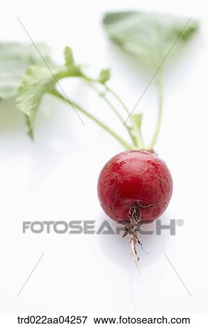 The red turnip and green leaves View Large Photo Image Stock Photo - The red turnip and green leaves. Fotosearch