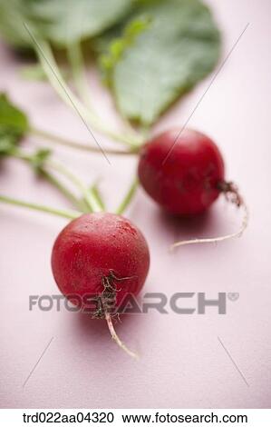 The red turnips and green leaves with the pink background View Large Photo Image Stock Image - The red turnips and green leaves with the pink background. Fotosearch