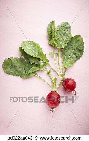 The red turnips and green leaves with the pink background View Large Photo Image Stock Photo - The red turnips and green leaves with the pink background. Fotosearch