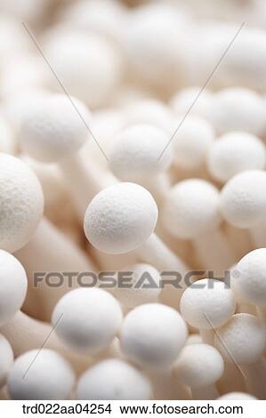 Picture - The white winter mushroom . Fotosearch