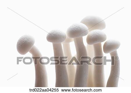 The white winter mushroom View Large Photo Image Stock Photography - The white winter mushroom . Fotosearch