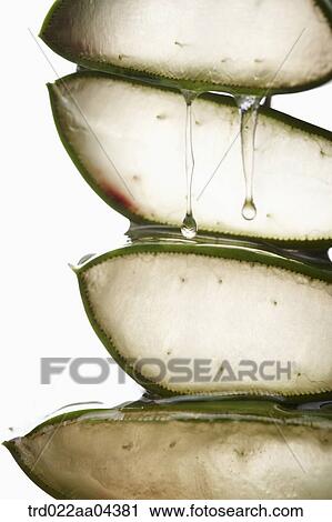 Sliced aloe View Large Photo Image Stock Image - Sliced aloe . Fotosearch